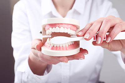 The image features a person s hand holding a dental model with an open mouth, showcasing a set of teeth, against a white background.